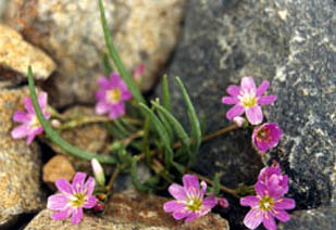 Lewisia pygmaea